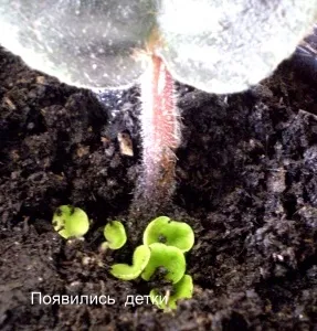 Поради досвідченої господині