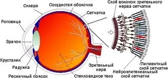 судини очі