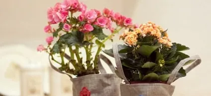 Сонник квітка в горщику до чого сниться квітка в горщику уві сні (квітка) Сонник квітка в горщику до чого сниться квітка в горщику уві сні
