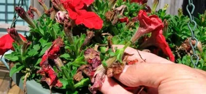 Сонник квітка в горщику до чого сниться квітка в горщику уві сні (горщику) Сонник квітка в горщику до чого сниться квітка в горщику уві сні