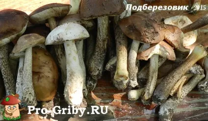 Курка з грибами і сиром (курка) Курка з грибами і сиром