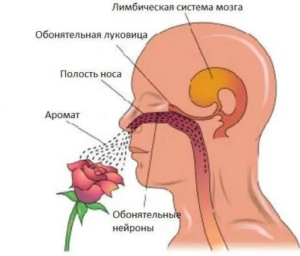Куріння вже давно не модно, як кинути курити за допомогою ароматерапії здоров'я (давно) Куріння вже давно не модно, як кинути курити за допомогою ароматерапії здоров'я