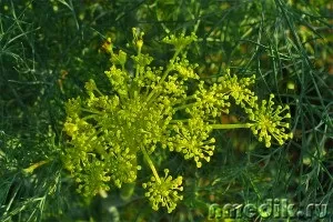 Лікування прянощами і спеціями (прянощі) Лікування прянощами і спеціями