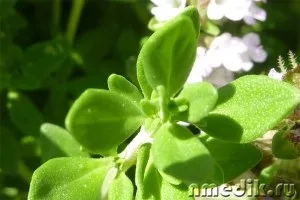 Лікування прянощами і спеціями (прянощі) Лікування прянощами і спеціями