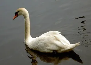 лебідь птах