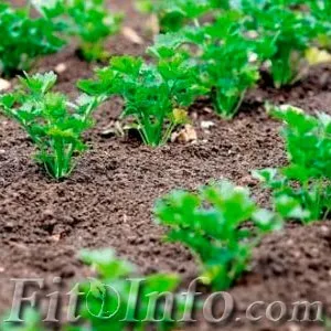 Лікувальні властивості петрушки і її кореня (лікувальні) Лікувальні властивості петрушки і її кореня