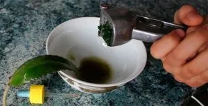 Лікування хелікобактер пілорі прополісом (пілорі) Лікування хелікобактер пілорі прополісом