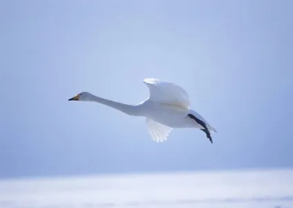 Легенди і міфи про лебедів