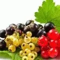 Лічі фрукт як виростити з кісточки в домашніх умовах - посадка і догляд (домашніх) Лічі фрукт як виростити з кісточки в домашніх умовах - посадка і догляд
