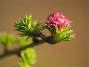 Модрина з семянхвойние
