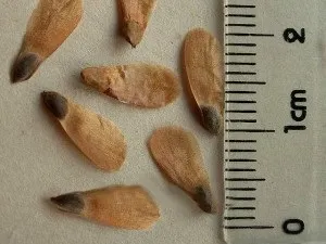 Модрина з семянхвойние