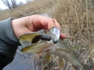 Ловля щуки на джиг головку влітку, навесні, восени і взимку (влітку) Ловля щуки на джиг головку влітку, навесні, восени і взимку