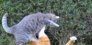Лишаї передаються від кішок