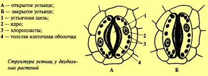 Лист як орган транспірації