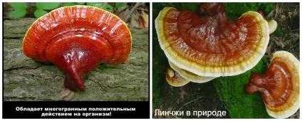 Лінчжі_в мягкіх_капсулах