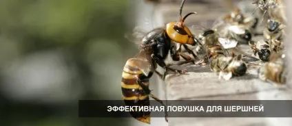 Пастка для шершнів - топ 3 кращих пасток (пастка) Пастка для шершнів - топ 3 кращих пасток