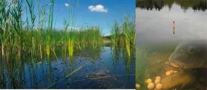 Ловля коропа на поплавкову вудку з берега, човна, в ставку (поплавкову) Ловля коропа на поплавкову вудку з берега, човна, в ставку