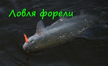 Ловля коропа російська рибалка 3 на сайті (коропа) Ловля коропа російська рибалка 3 на сайті