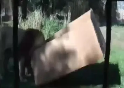 Пастка для котів своїми руками (коти пастки) Пастка для котів своїми руками