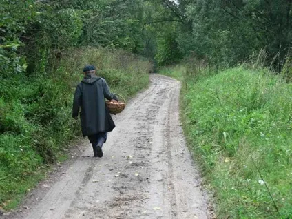 Лосина муха (фото) чим небезпечна, як боротися і засоби (лосина) Лосина муха (фото) чим небезпечна, як боротися і засоби