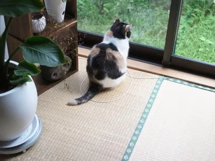 Пастка для котів своїми руками (пастка для котів) Пастка для котів своїми руками