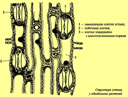 Лист як орган транспірації