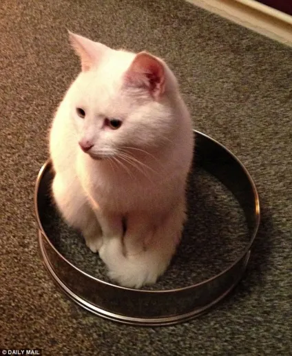Пастка для котів своїми руками (пастка) Пастка для котів своїми руками