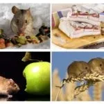Кращі приманки для мишей в мишоловку або на клей (приманки) Кращі приманки для мишей в мишоловку або на клей