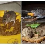 Кращі приманки для мишей в мишоловку або на клей (клей) Кращі приманки для мишей в мишоловку або на клей