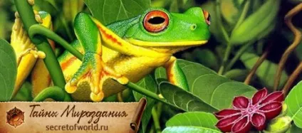 Жаба особливості і древнє значення (data-ad-client ca-pub-7560048290840178 data-ad-slot) Жаба особливості і древнє значення