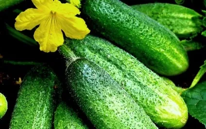 Кращі сорти огірків для теплиць з полікарбонату (теплиць) Кращі сорти огірків для теплиць з полікарбонату