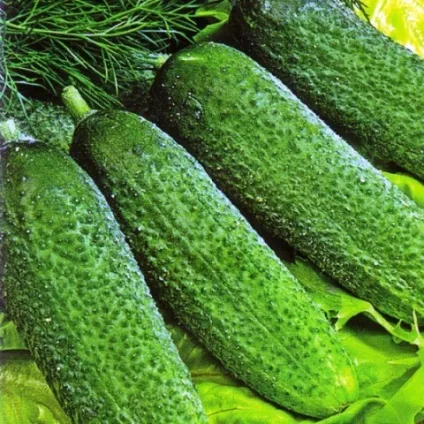 Кращі сорти огірків для теплиць з полікарбонату (полікарбонату) Кращі сорти огірків для теплиць з полікарбонату