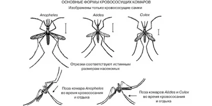 Малярійний комар - чим небезпечний для людини, фото як виглядає, цикл розвитку і чим харчується (небезпечний) Малярійний комар - чим небезпечний для людини, фото як виглядає, цикл розвитку і чим харчується