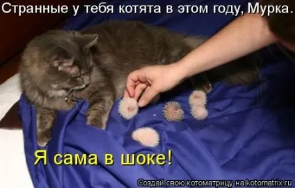 маленькі кошенята