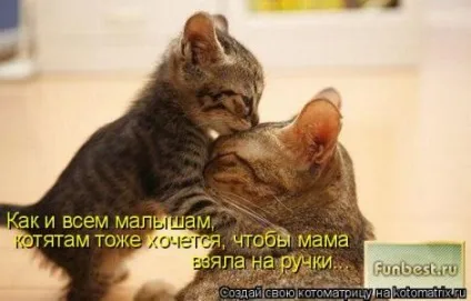 маленькі кошенята