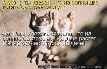 маленькі кошенята