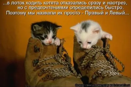маленькі кошенята