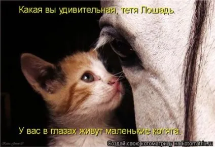 маленькі кошенята