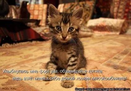 маленькі кошенята