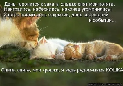 маленькі кошенята