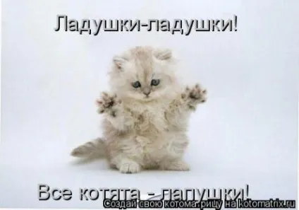 маленькі кошенята