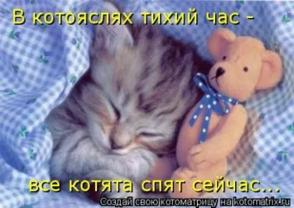 маленькі кошенята