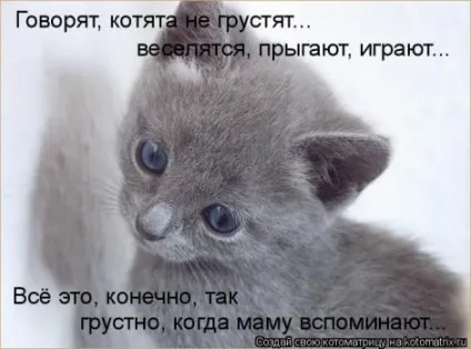 маленькі кошенята