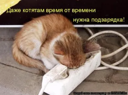 маленькі кошенята