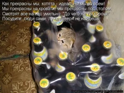 маленькі кошенята