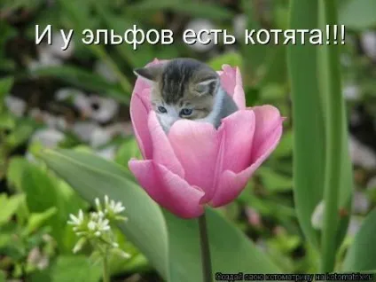 маленькі кошенята