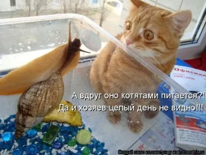 маленькі кошенята