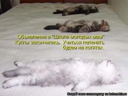 маленькі кошенята