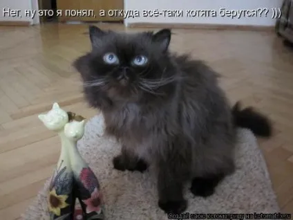 маленькі кошенята