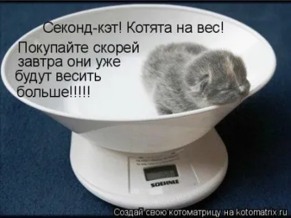 маленькі кошенята